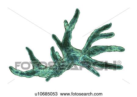 Balamuthia mandrillaris amoeba, computer illustration. This is the reproductive stage of the organism, the trophozoite form. B. mandrillaris, a free-living single-celled organism, is found in water and soil in temperate regions. Infections are rare,... View Large Photo Image Stock Image - Balamuthia mandrillaris amoeba, computer illustration. This is the reproductive stage of the organism, the trophozoite form. B. mandrillaris, a free-living single-celled organism, is found in water and soil in temperate regions. Infections are rare,.... Fotosearch