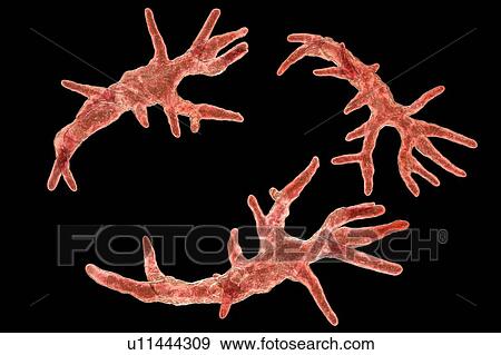 Balamuthia mandrillaris amoeba, computer illustration. This is the reproductive stage of the organism, the trophozoite form. B. mandrillaris, a free-living single-celled organism, is found in water and soil in temperate regions. Infections are rare,... View Large Photo Image Stock Photo - Balamuthia mandrillaris amoeba, computer illustration. This is the reproductive stage of the organism, the trophozoite form. B. mandrillaris, a free-living single-celled organism, is found in water and soil in temperate regions. Infections are rare,.... Fotosearch