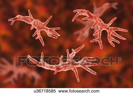 Balamuthia mandrillaris amoeba, computer illustration. This is the reproductive stage of the organism, the trophozoite form. B. mandrillaris, a free-living single-celled organism, is found in water and soil in temperate regions. Infections are rare,... View Large Photo Image Stock Photography - Balamuthia mandrillaris amoeba, computer illustration. This is the reproductive stage of the organism, the trophozoite form. B. mandrillaris, a free-living single-celled organism, is found in water and soil in temperate regions. Infections are rare,.... Fotosearch