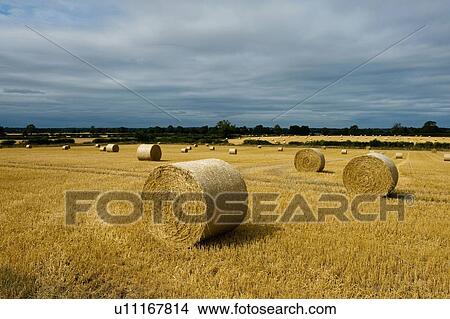 Bales of hay after harvest View Large Photo Image Picture - Bales of hay after harvest. Fotosearch