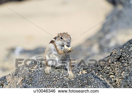 Barbary ground squirrel (Atlantoxerus getulus) Fuerteventura, Canary Island. View Large Photo Image Stock Photograph - Barbary ground squirrel (Atlantoxerus getulus) Fuerteventura, Canary Island.. Fotosearch