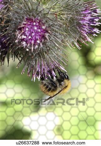 Stock Photo - Bee on thistle flower, close up.. Fotosearch