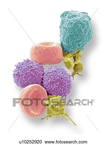 Stock Image - Blood cells. Coloured scanning electron micrograph (SEM) of human red blood cells (erythrocytes, red), white blood cells (leukocytes, pink and cyan), and platelets (thrombocytes, yellow). The disc-shaped, biconcave erythrocytes transport oxygen to the.... Fotosearch