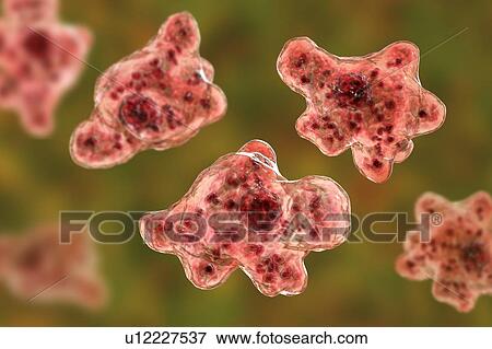 Brain-eating amoeba Naegleria fowleri protozoans in trophozoite form, computer illustration. This organism is an opportunistic pathogen of humans, causing meningoencephalitis (inflammation of the brain and its surrounding membranes) when inhaled,... View Large Photo Image Stock Photo - Brain-eating amoeba Naegleria fowleri protozoans in trophozoite form, computer illustration. This organism is an opportunistic pathogen of humans, causing meningoencephalitis (inflammation of the brain and its surrounding membranes) when inhaled,.... Fotosearch