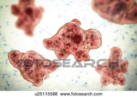 Brain-eating amoeba Naegleria fowleri protozoans in trophozoite form, computer illustration. This organism is an opportunistic pathogen of humans, causing meningoencephalitis (inflammation of the brain and its surrounding membranes) when inhaled,... View Large Photo Image Stock Photo - Brain-eating amoeba Naegleria fowleri protozoans in trophozoite form, computer illustration. This organism is an opportunistic pathogen of humans, causing meningoencephalitis (inflammation of the brain and its surrounding membranes) when inhaled,.... Fotosearch