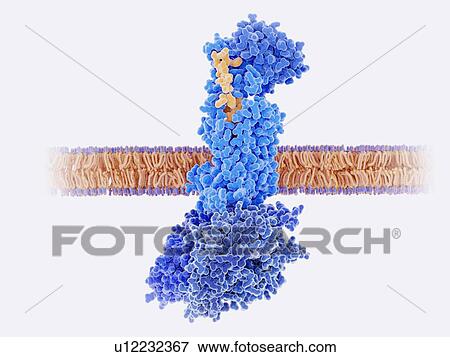Stock Photo - Calcitonin peptide bound to its receptor, illustration. The calcitonin gene-related peptide (CGRP, yellow) binds to its receptor (blue) on the membranes of neurons and smooth muscle cells in cerebral (brain) blood vessels. This activates a signal.... Fotosearch