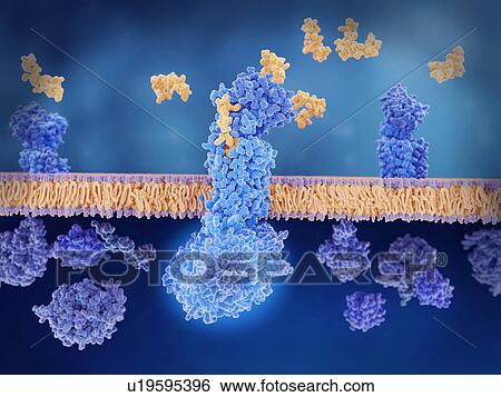 Calcitonin peptide bound to its receptor, illustration. The calcitonin gene-related peptide (CGRP, yellow) binds to its receptor (blue) on the membranes of neurons and smooth muscle cells in cerebral (brain) blood vessels. This activates a signal... View Large Photo Image Stock Photograph - Calcitonin peptide bound to its receptor, illustration. The calcitonin gene-related peptide (CGRP, yellow) binds to its receptor (blue) on the membranes of neurons and smooth muscle cells in cerebral (brain) blood vessels. This activates a signal.... Fotosearch