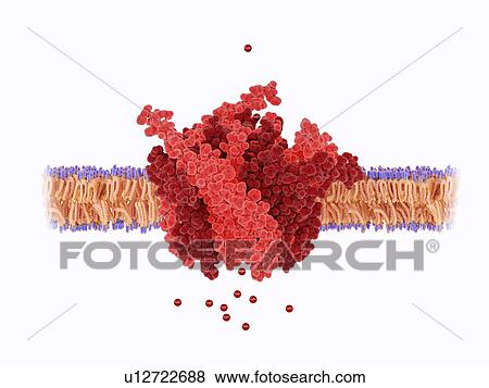 Calcium channel pore, illustration. This is the calcium released-activated calcium (CRAC) channel (red) embedded in a cell membrane. It consists of a hexameric assembly of subunits around a central ion pore. The channel shows selective permeability to... View Large Photo Image Stock Photo - Calcium channel pore, illustration. This is the calcium released-activated calcium (CRAC) channel (red) embedded in a cell membrane. It consists of a hexameric assembly of subunits around a central ion pore. The channel shows selective permeability to.... Fotosearch