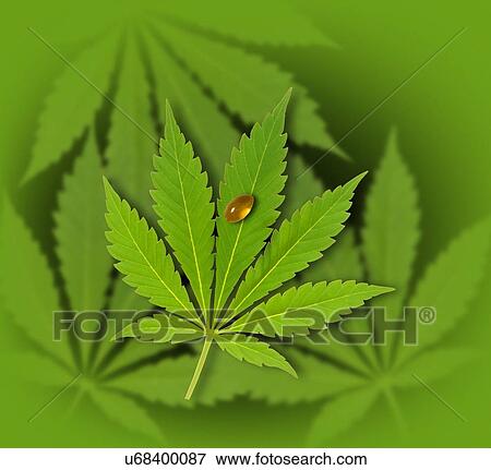 Stock Photo - Cannabis leaf with oil capsule, illustration.. Fotosearch