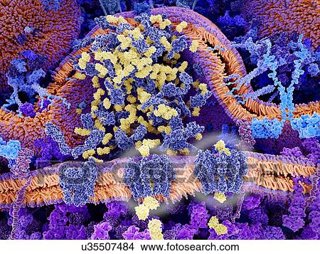 Picture - CAR T cell cancer immunotherapy. Illustration of the membrane of a cell involved in CAR (chimeric antigen receptor) T cell immunotherapy, a process that is being developed to treat cancer. In this process, T cells (part of the immune system) are.... Fotosearch