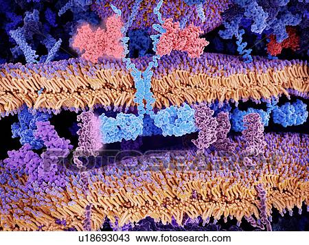 Stock Image - CAR T cell cancer immunotherapy, illustration. Chimeric antigen receptor (light blue, centre) binding to CD19 molecules (pink, lower right and lower left) on a leukaemia (blood cancer) cell. The CAR receptors are genetically engineered and embedded in.... Fotosearch