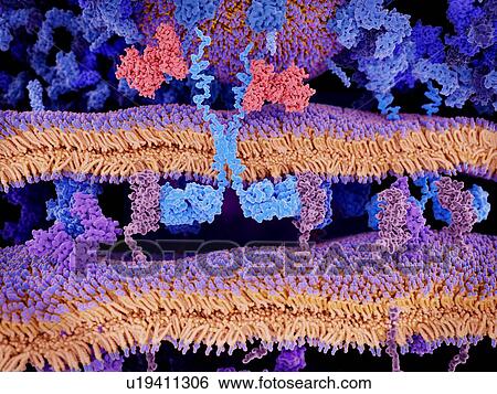CAR T cell cancer immunotherapy, illustration. Chimeric antigen receptor (light blue, upper left) binding to CD19 molecules (pink, centre left and centre) on a leukaemia (blood cancer) cell. The CAR receptors are genetically engineered and embedded in... View Large Photo Image Stock Photograph - CAR T cell cancer immunotherapy, illustration. Chimeric antigen receptor (light blue, upper left) binding to CD19 molecules (pink, centre left and centre) on a leukaemia (blood cancer) cell. The CAR receptors are genetically engineered and embedded in.... Fotosearch