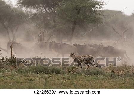 Stock Photo - Cheetah (Acinonyx jubatus) hunting blue wildebeest (Connochaetes taurinus), Ndutu, Ngorongoro Conservation Area, Serengeti, Tanzania. Fotosearch