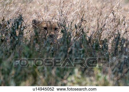 Cheetah (Acinonyx jubatus), Ndutu, Ngorongoro Conservation Area, Serengeti, Tanzania View Large Photo Image Stock Image - Cheetah (Acinonyx jubatus), Ndutu, Ngorongoro Conservation Area, Serengeti, Tanzania. Fotosearch