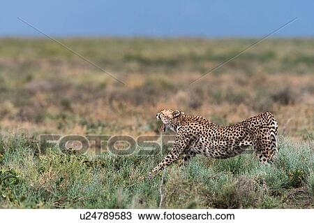 Stock Image - Cheetah (Acinonyx jubatus), Ndutu, Ngorongoro Conservation Area, Serengeti, Tanzania. Fotosearch