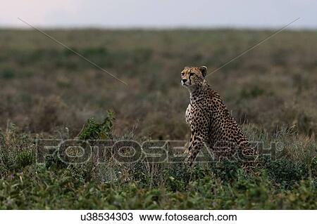 Cheetah (Acinonyx jubatus), Ndutu, Ngorongoro Conservation Area, Serengeti, Tanzania View Large Photo Image Stock Image - Cheetah (Acinonyx jubatus), Ndutu, Ngorongoro Conservation Area, Serengeti, Tanzania. Fotosearch