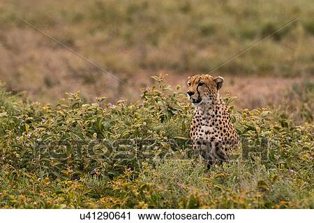 Stock Image - Cheetah (Acinonyx jubatus), Ndutu, Ngorongoro Conservation Area, Serengeti, Tanzania. Fotosearch