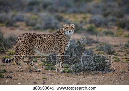 Cheetah (Acinonyx jubatus), Sutherland, Northern Cape, South Africa View Large Photo Image Stock Photography - Cheetah (Acinonyx jubatus), Sutherland, Northern Cape, South Africa. Fotosearch