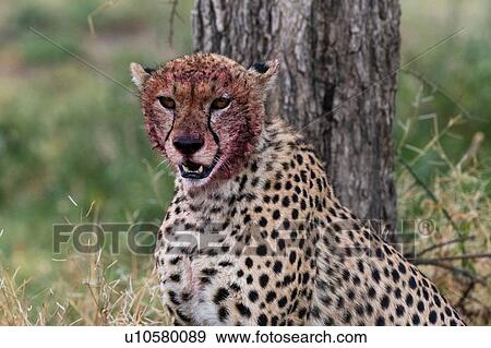 Cheetah (Acinonyx jubatus) with a bloody face after feeding, Ndutu, Ngorongoro Conservation Area, Serengeti, Tanzania View Large Photo Image Stock Photo - Cheetah (Acinonyx jubatus) with a bloody face after feeding, Ndutu, Ngorongoro Conservation Area, Serengeti, Tanzania. Fotosearch