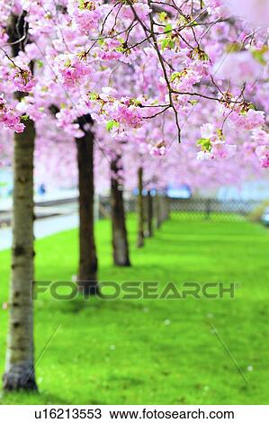 Stock Image - Cherry blossom.. Fotosearch