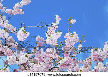 Cherry blossom. View Large Photo Image Stock Photo - Cherry blossom.. Fotosearch