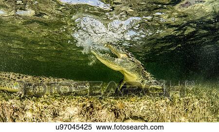 Chinchorro Banks american crocodiles, Xcalak, Quintana Roo, Mexico View Large Photo Image Stock Photography - Chinchorro Banks american crocodiles, Xcalak, Quintana Roo, Mexico. Fotosearch