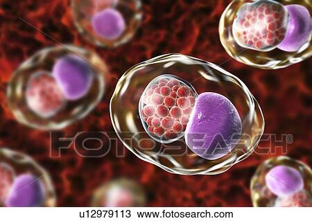 Stock Image - Chlamydia trachomatis bacteria. Computer illustration showing an inclusion composed of a group of chlamydia reticulate bodies (intracellular multiplying stage, small red spheres) near the nucleus (purple) of a cell. Chlamydia trachomatis causes a.... Fotosearch