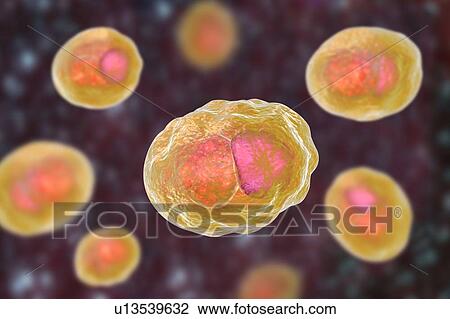 Chlamydia trachomatis bacteria. Computer illustration showing an inclusion composed of a group of chlamydia reticulate bodies (intracellular multiplying stage, small orange spheres) near the nucleus (pink) of a cell. Chlamydia trachomatis causes a... View Large Photo Image Stock Image - Chlamydia trachomatis bacteria. Computer illustration showing an inclusion composed of a group of chlamydia reticulate bodies (intracellular multiplying stage, small orange spheres) near the nucleus (pink) of a cell. Chlamydia trachomatis causes a.... Fotosearch