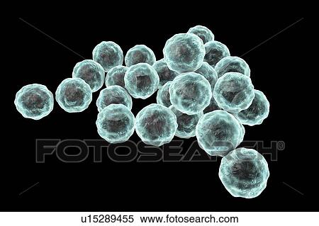 Stock Photography - Chlamydia trachomatis bacteria, computer illustration. Chlamydia trachomatis causes a sexually transmitted infection that can go undetected causing infertility. It also causes the eye disease trachoma, which can lead to blindness.. Fotosearch