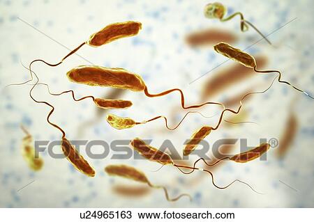 Stock Image - Cholera bacteria (Vibrio cholerae), computer illustration.. Fotosearch