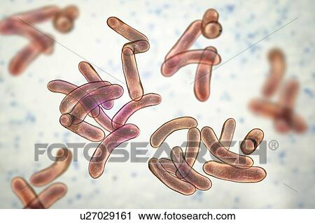 Stock Image - Cholera bacteria (Vibrio cholerae), computer illustration.. Fotosearch