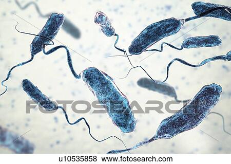 Cholera bacteria (Vibrio cholerae), computer illustration. View Large Photo Image Stock Photo - Cholera bacteria (Vibrio cholerae), computer illustration.. Fotosearch