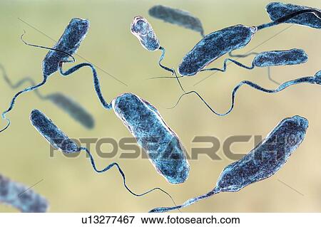 Stock Photo - Cholera bacteria (Vibrio cholerae), computer illustration.. Fotosearch