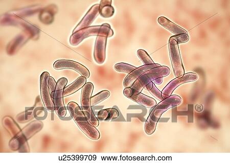 Stock Photo - Cholera bacteria (Vibrio cholerae), computer illustration.. Fotosearch