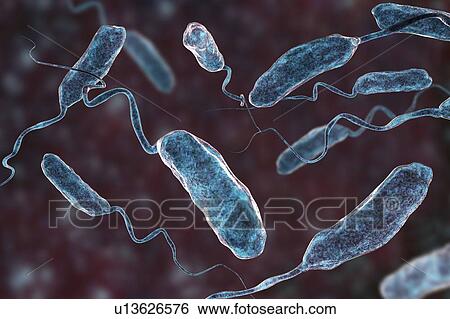 Stock Photograph - Cholera bacteria (Vibrio cholerae), computer illustration.. Fotosearch