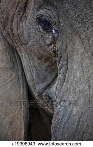 Stock Image - Close up of African elephant (Loxodonta). Fotosearch