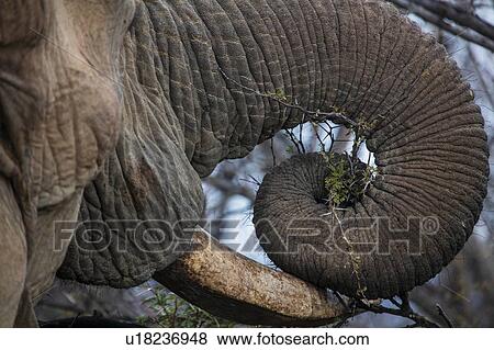 Stock Photo - Close up of African elephant (Loxodonta). Fotosearch