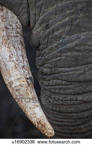 Stock Photograph - Close up of African elephant (Loxodonta). Fotosearch