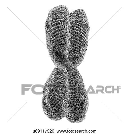 Stock Photograph - Close up of X chromosome on white background. 3D illustration.. Fotosearch