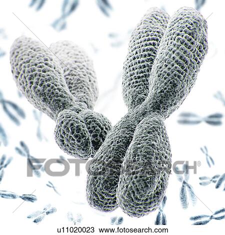 Close up of XY chromosomes on white background. 3D illustration. View Large Photo Image Stock Image - Close up of XY chromosomes on white background. 3D illustration.. Fotosearch