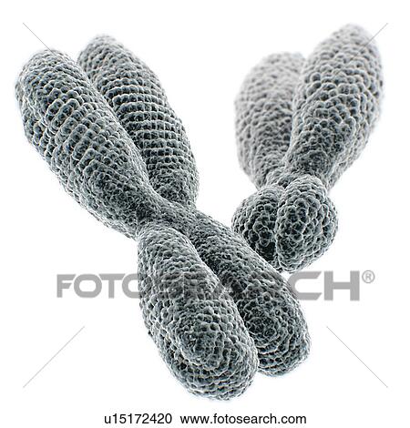 Close up of XY chromosomes on white background. 3D illustration. View Large Photo Image Stock Image - Close up of XY chromosomes on white background. 3D illustration.. Fotosearch