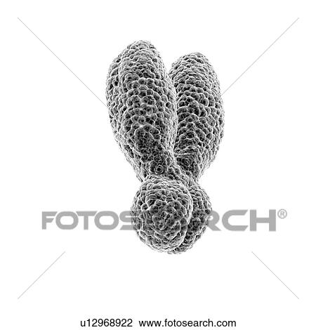 Close up of Y chromosome on white background. 3D illustration. View Large Photo Image Stock Image - Close up of Y chromosome on white background. 3D illustration.. Fotosearch