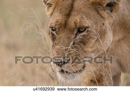 Stock Photo - Close up portrait of a lioness (Panthera leo) walking, Seronera, Serengeti National Park, Tanzania. Fotosearch