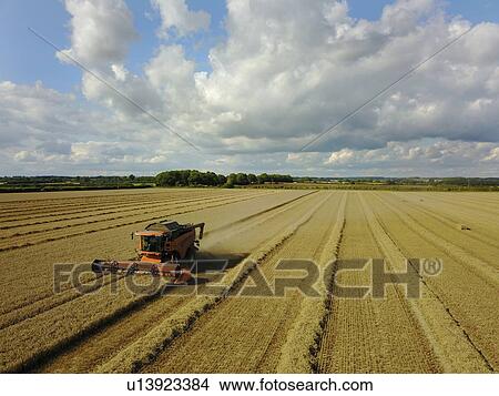 Picture - Combine harvester in wheat field. Fotosearch
