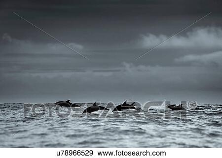 Common dolphins silhouette, Skellig Islands, Dingle, Kerry, Ireland View Large Photo Image Stock Photo - Common dolphins silhouette, Skellig Islands, Dingle, Kerry, Ireland. Fotosearch