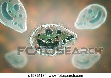 Picture - Computer illustration of the ciliate protozoan Balantidium coli, an intestinal parasite that may cause ulcers (balantidiasis) in the intestinal tract of humans. It is a rare form of dysentery, which is mainly limited to farm workers and those in close.... Fotosearch