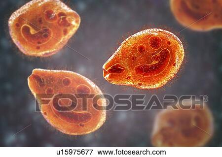Stock Photo - Computer illustration of the ciliate protozoan Balantidium coli, an intestinal parasite that may cause ulcers (balantidiasis) in the intestinal tract of humans. It is a rare form of dysentery, which is mainly limited to farm workers and those in close.... Fotosearch