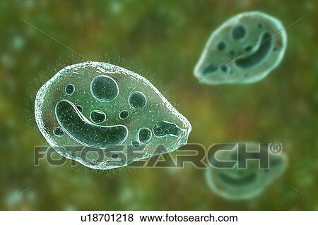 Stock Photo - Computer illustration of the ciliate protozoan Balantidium coli, an intestinal parasite that may cause ulcers (balantidiasis) in the intestinal tract of humans. It is a rare form of dysentery, which is mainly limited to farm workers and those in close.... Fotosearch