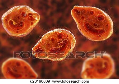 Stock Photo - Computer illustration of the ciliate protozoan Balantidium coli, an intestinal parasite that may cause ulcers (balantidiasis) in the intestinal tract of humans. It is a rare form of dysentery, which is mainly limited to farm workers and those in close.... Fotosearch