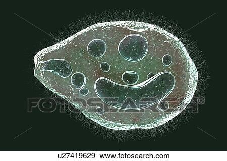Stock Photo - Computer illustration of the ciliate protozoan Balantidium coli, an intestinal parasite that may cause ulcers (balantidiasis) in the intestinal tract of humans. It is a rare form of dysentery, which is mainly limited to farm workers and those in close.... Fotosearch